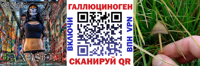 Купить  Мглин  Псилоцибиновые грибы Psilocybe 